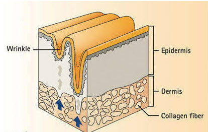 A peptide complex to add to a cream that increases lip volume