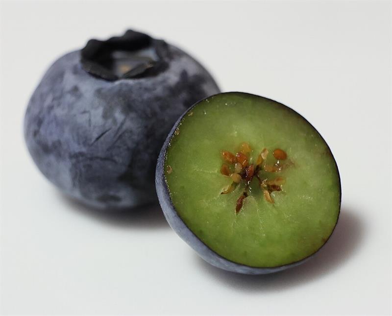 /Pure PhytoCellTec Blueberry Stem Cells peptide additive for mixing cream or serum